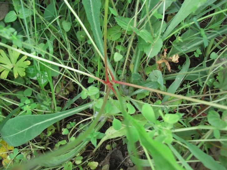 Geranium columbinum