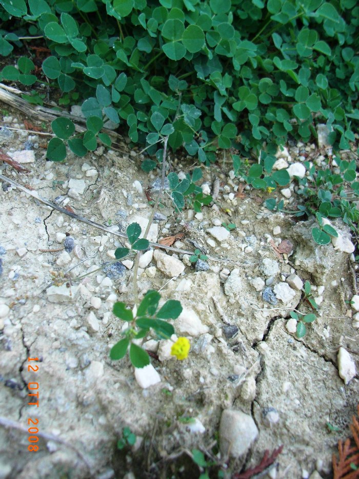 Medicago lupulina / Lupolina