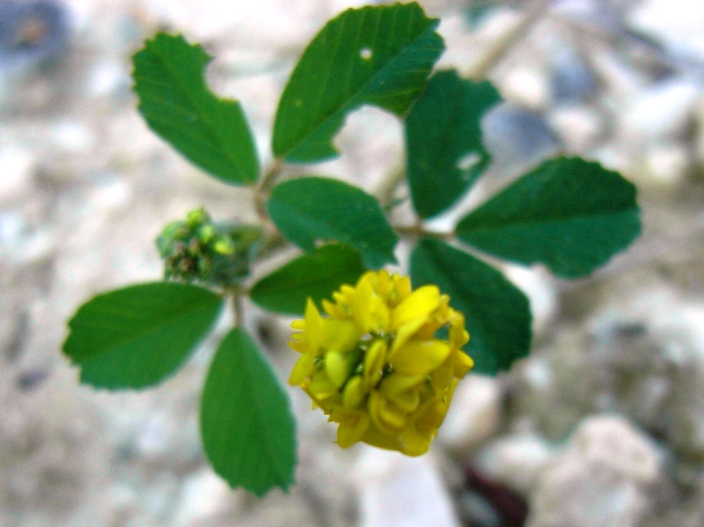 Medicago lupulina / Lupolina