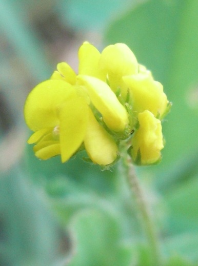 Medicago lupulina / Lupolina