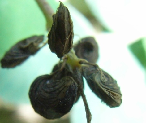 Medicago lupulina / Lupolina