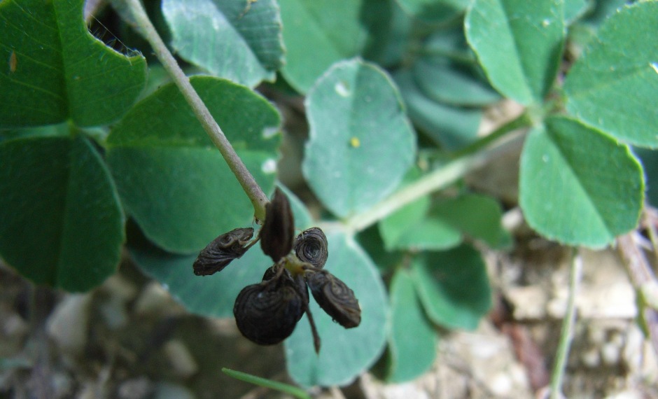 Medicago lupulina / Lupolina