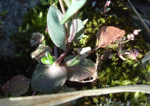 Microthlaspi perfoliatum (=Thlaspi perfoliatum )