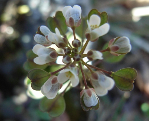 Microthlaspi perfoliatum (=Thlaspi perfoliatum )