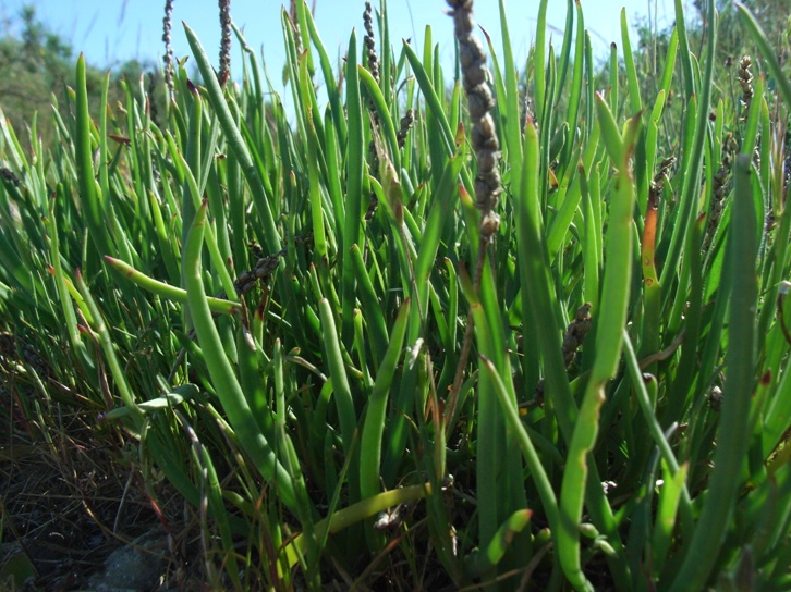 PLantago crassifolia / Plantago a foglie grasse