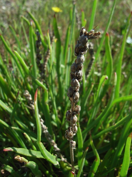 PLantago crassifolia / Plantago a foglie grasse