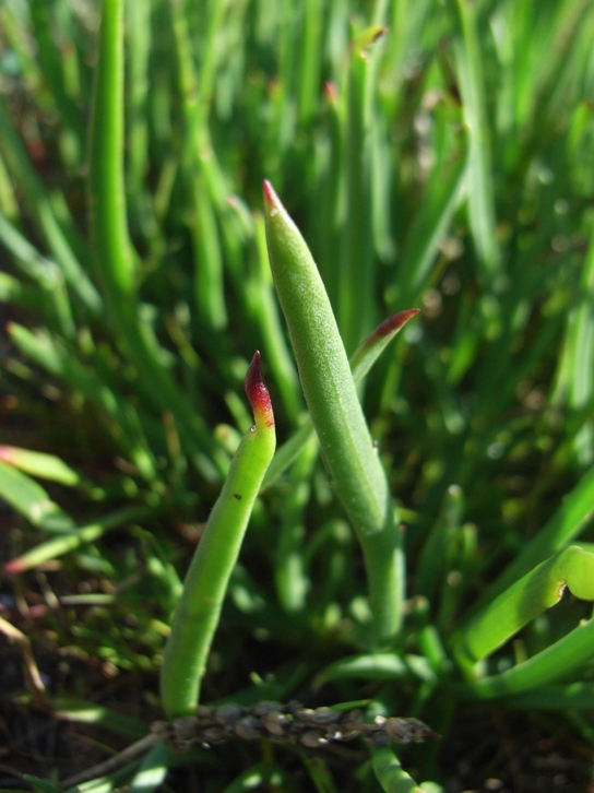 PLantago crassifolia / Plantago a foglie grasse