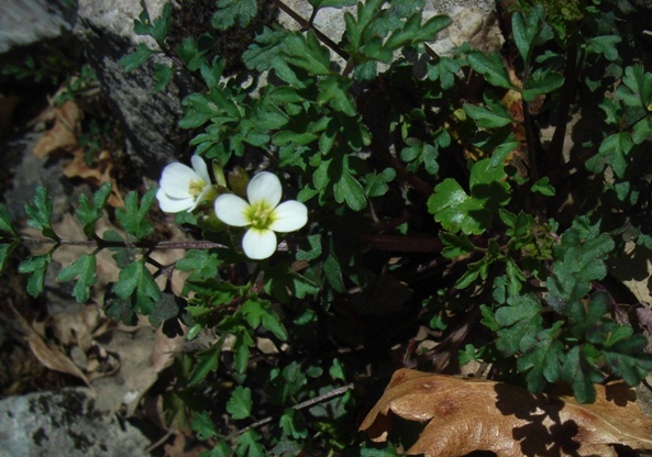 Cardamine hirsuta? no,  Cardamine cfr. graeca