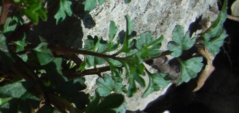 Cardamine hirsuta? no,  Cardamine cfr. graeca