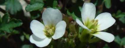 Cardamine hirsuta? no,  Cardamine cfr. graeca