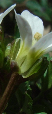 Cardamine hirsuta? no,  Cardamine cfr. graeca