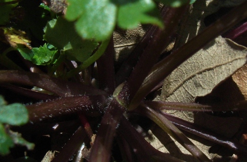 Cardamine hirsuta? no,  Cardamine cfr. graeca