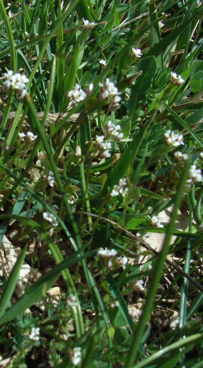 Draba muralis