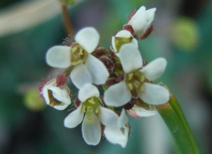 Draba muralis