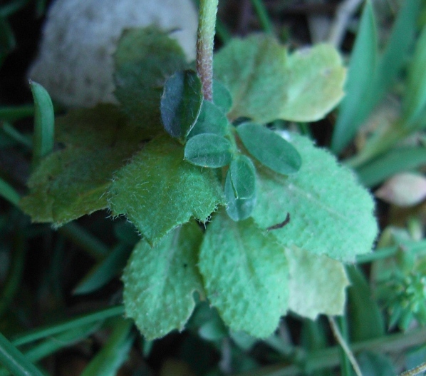 Draba muralis