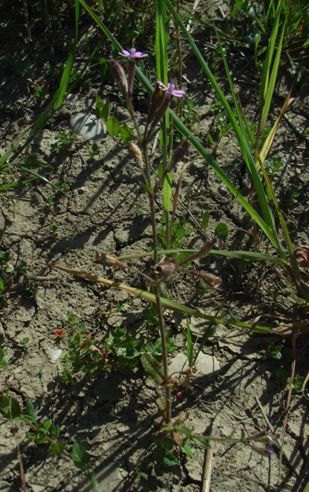 Silene fuscata