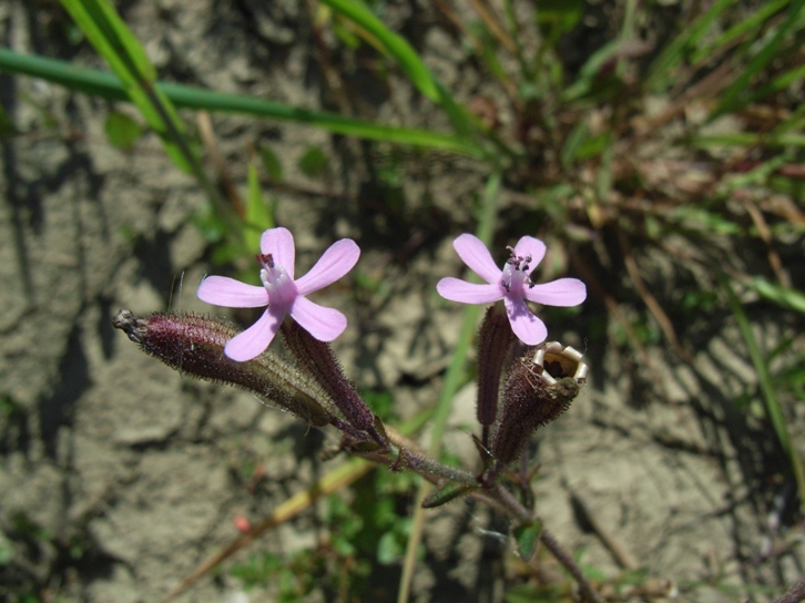 Silene fuscata