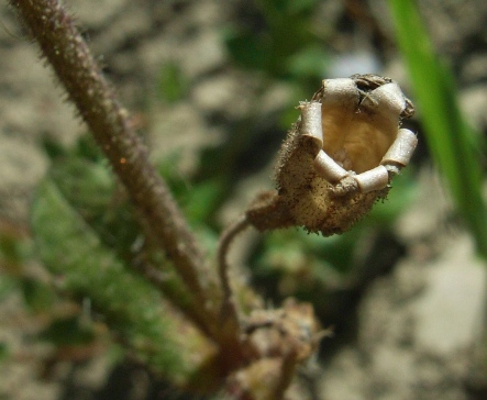 Silene fuscata