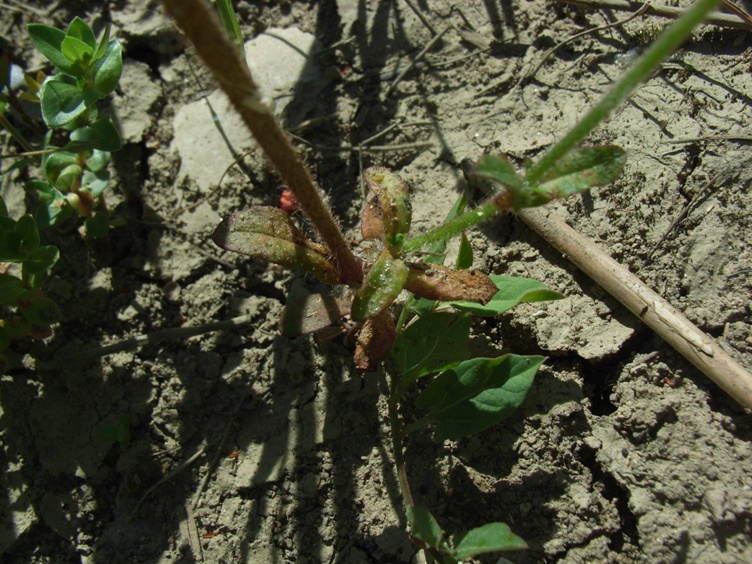 Silene fuscata