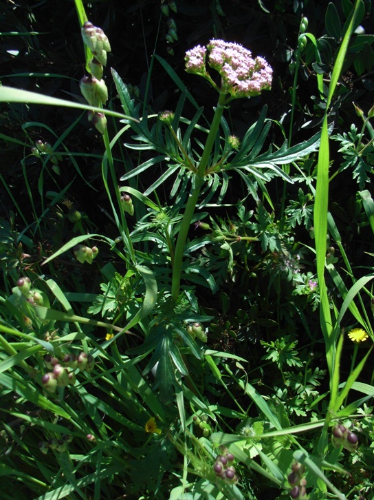 Centranthus calcitrapae / Camarezza minore