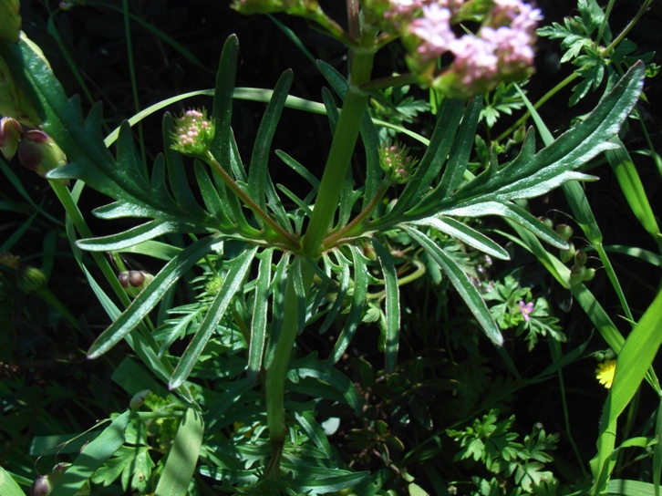 Centranthus calcitrapae / Camarezza minore