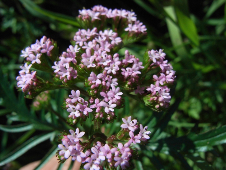 Centranthus calcitrapae / Camarezza minore