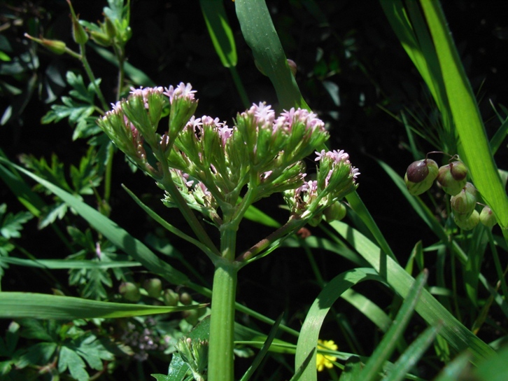 Centranthus calcitrapae / Camarezza minore