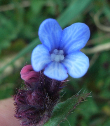 Anchusella cretica / Buglossa cretese