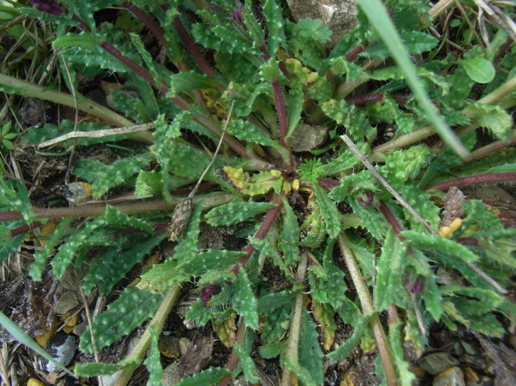 Anchusella cretica / Buglossa cretese