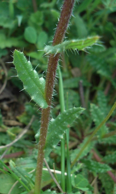 Anchusella cretica / Buglossa cretese