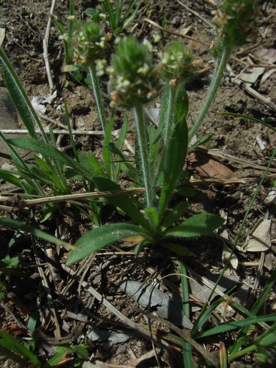 Plantago bellardi All.