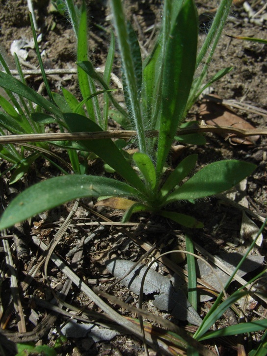 Plantago bellardi All.