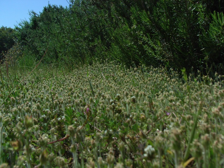 Plantago bellardi All.