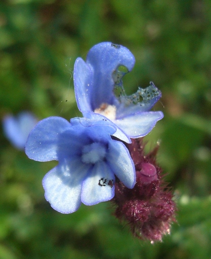 Anchusella cretica (= Anchusa cretica)