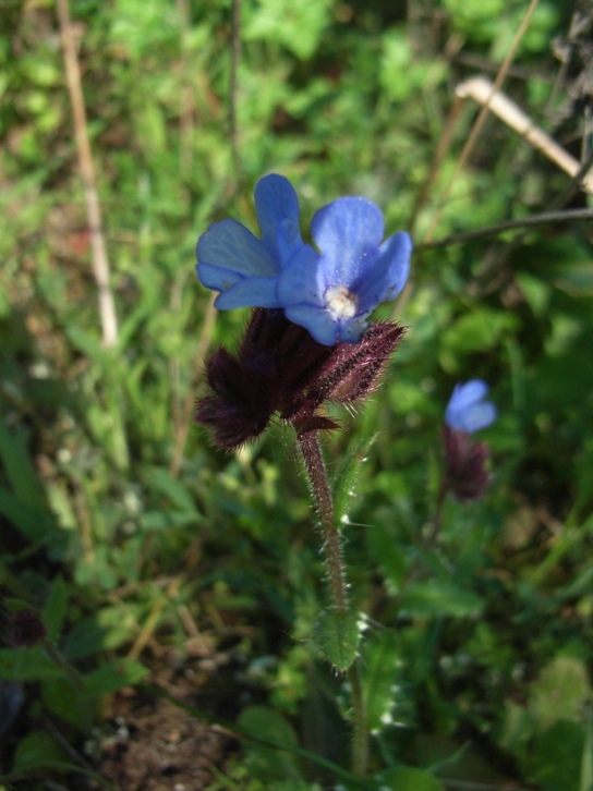 Anchusella cretica (= Anchusa cretica)