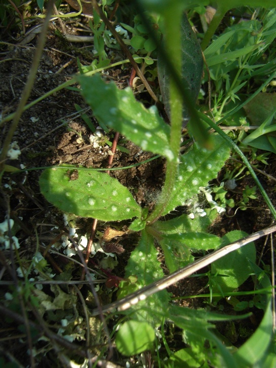 Anchusella cretica (= Anchusa cretica)