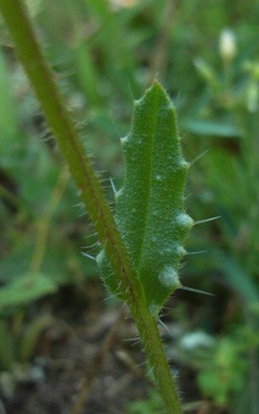 Anchusella cretica (= Anchusa cretica)