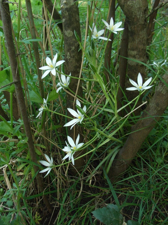 Ornithogalum umbellatum