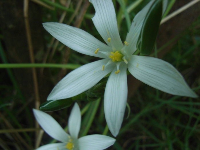 Ornithogalum umbellatum