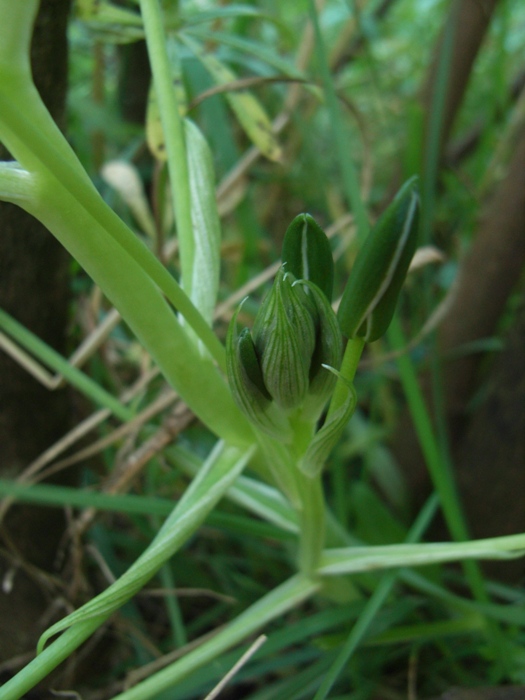 Ornithogalum umbellatum