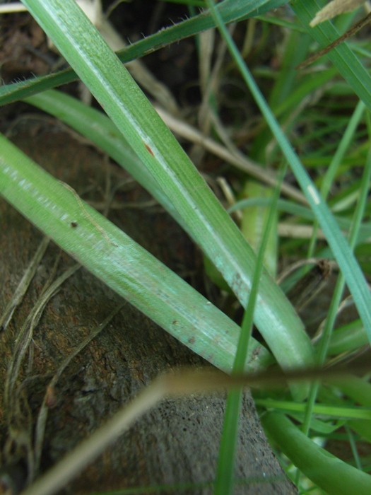 Ornithogalum umbellatum