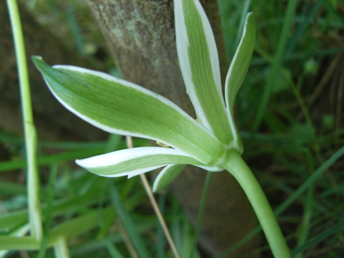 Ornithogalum umbellatum