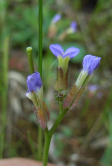 Arabis verna