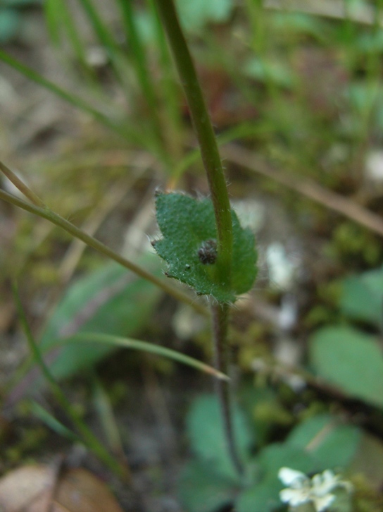 Arabis verna