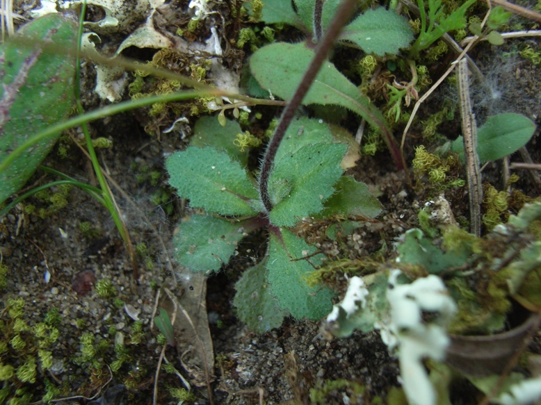 Arabis verna