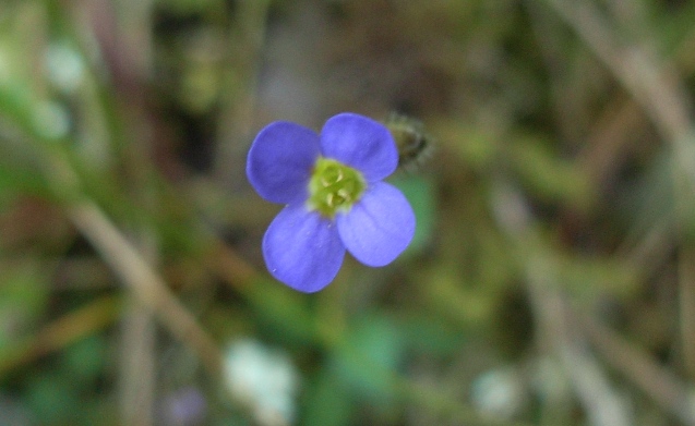 Arabis verna