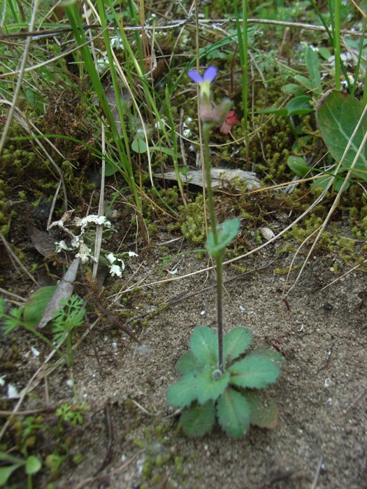 Arabis verna