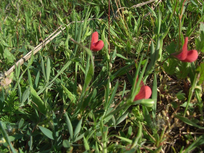 Lathyrus cicera