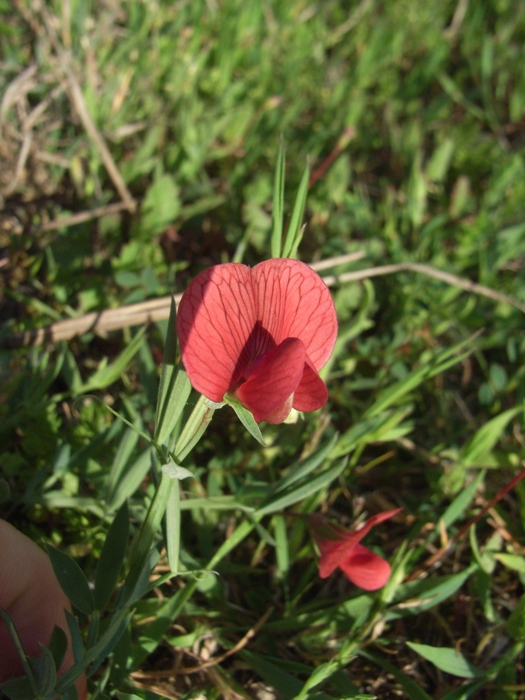 Lathyrus cicera