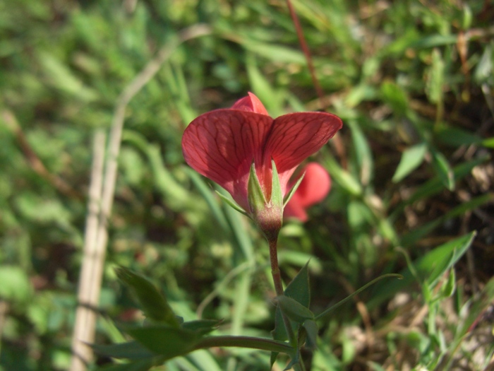 Lathyrus cicera